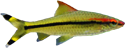 Puntius denisonii Puntius denisonii